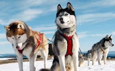 Le husky, chien de traîneau parfait