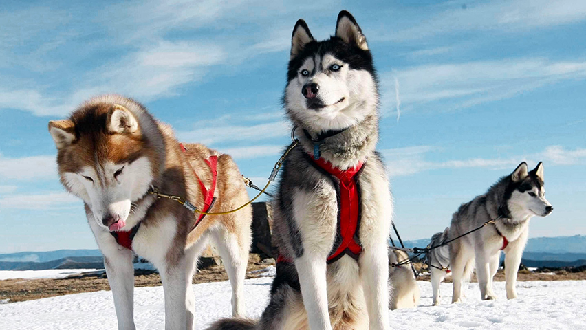 Le husky, chien de traîneau parfait