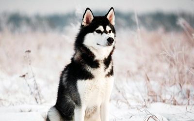 Comment savoir si c’est un vrai Husky ?