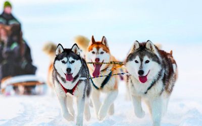 Documentation autour du husky Sibérien