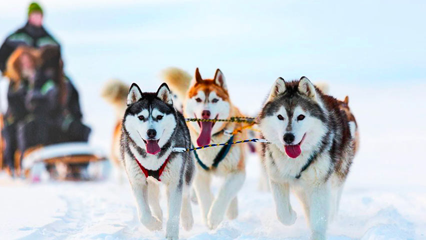 Documentation autour du husky Sibérien