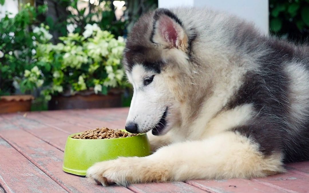 Comment nourrir son chiot husky ?