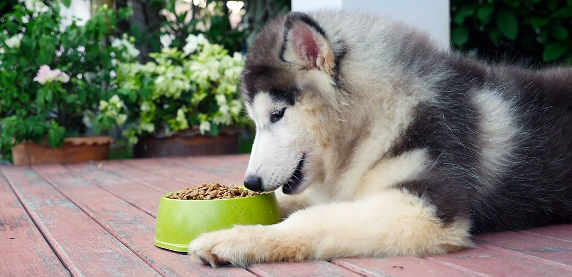 Jouets et accessoires pour chiot husky conseillés par Husky du Vercors