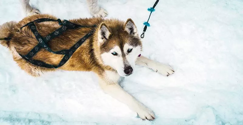 Le husky, chien de traîneau parfait : Husky du Vercors