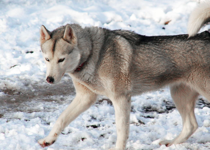 Husky femelle couleur loup