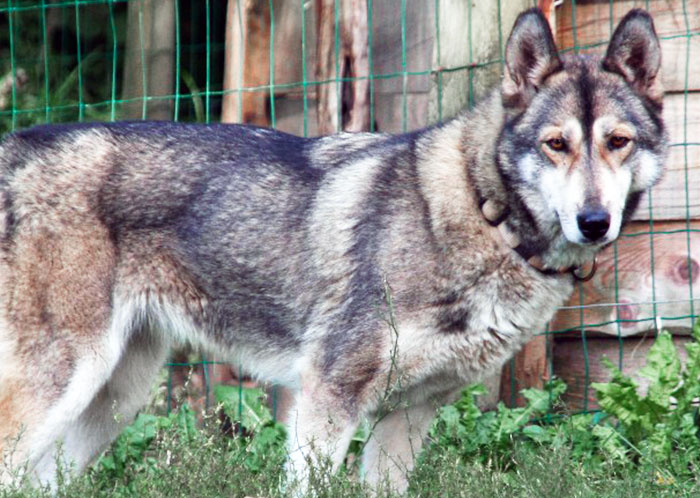 Husky Loup Game of Thrones
