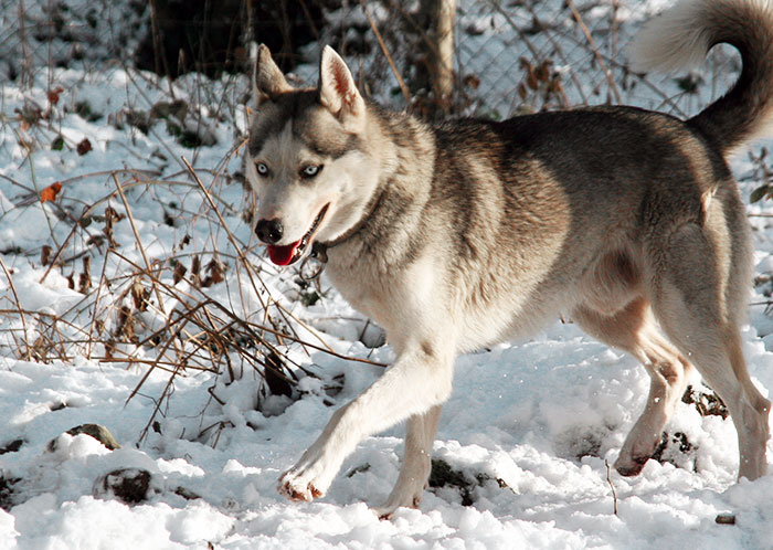 Male Husky pour saillie