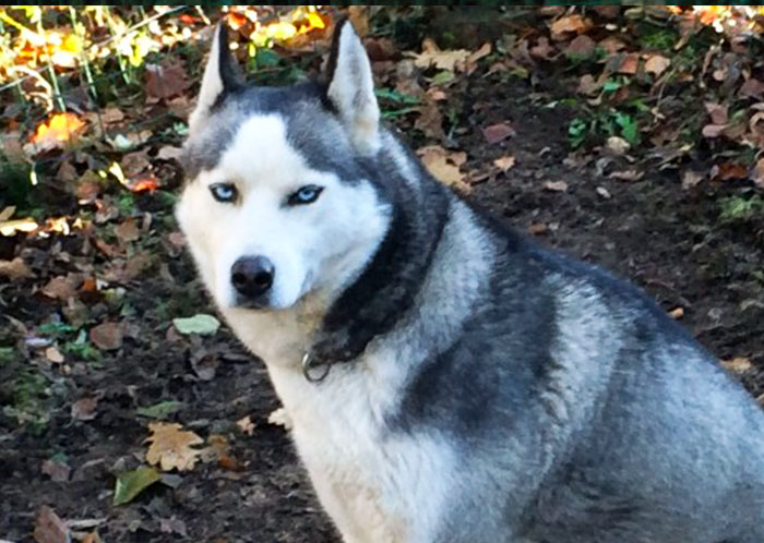 Mère de jeune chiots Husky à vendre