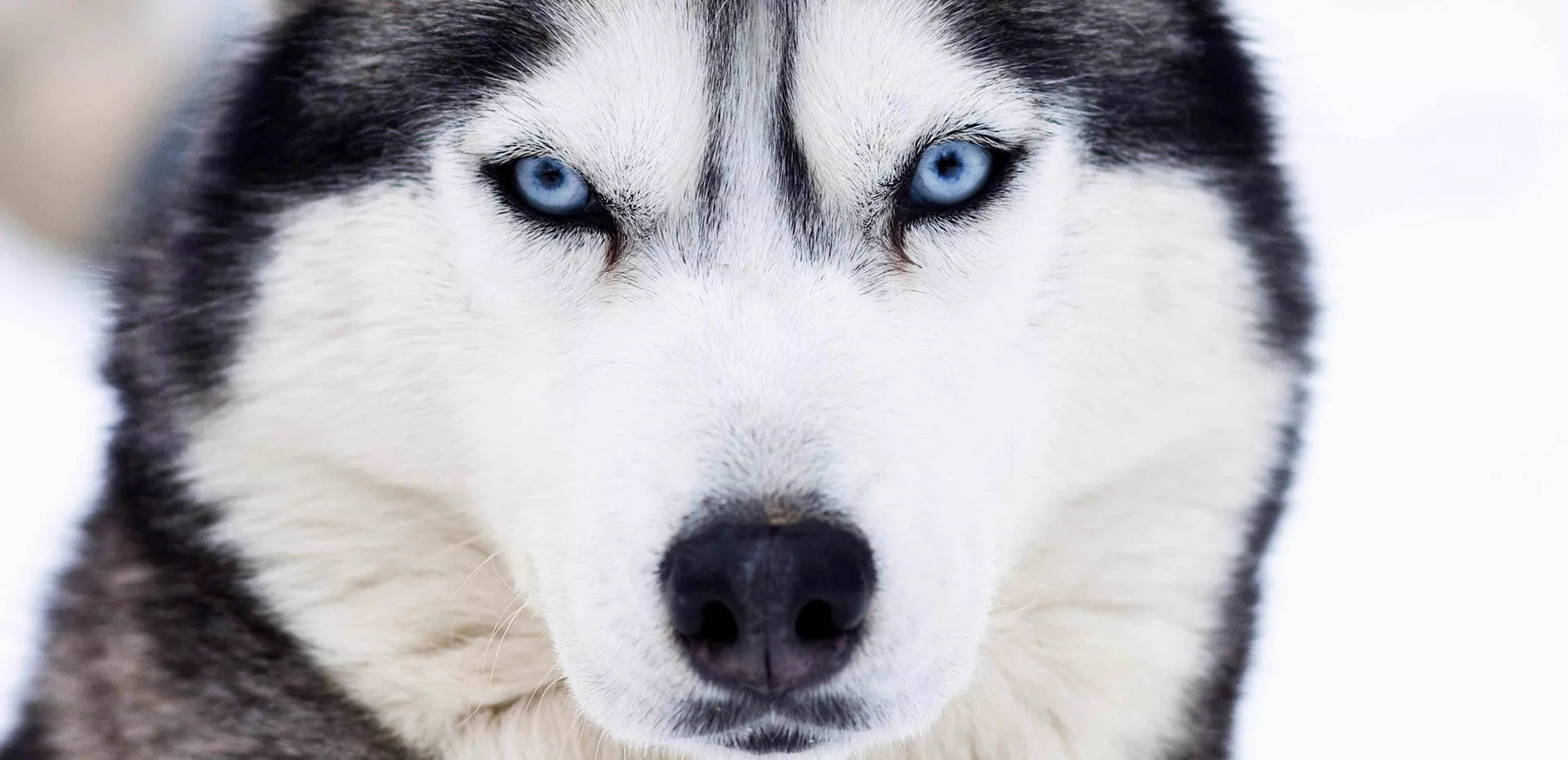 Le husky, chien de traîneau parfait : Husky du Vercors