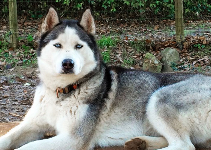 Femelle husky noir et blanc
