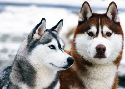 Chiot Husky élevage Husky Du Vercors Husky Lof à Vendre