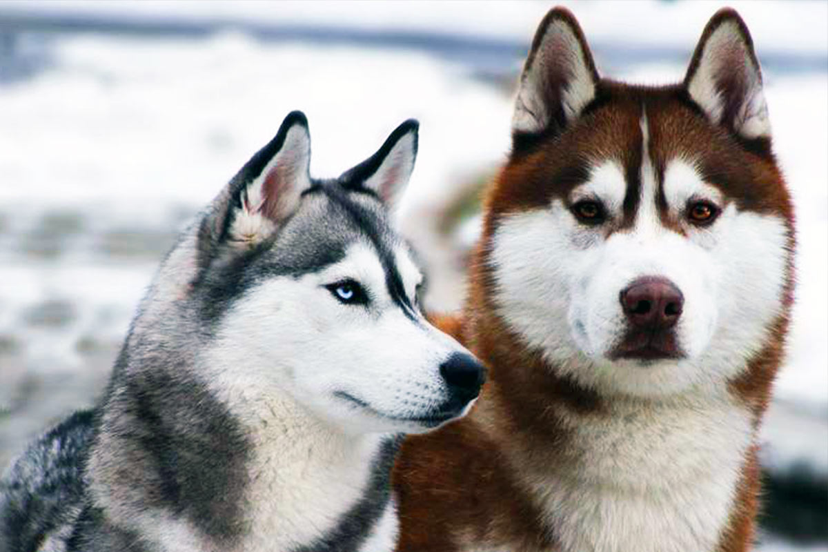 Husky du Vercors - Elevage de chiot Husky - Portées Hiver 2021 - 2022 -
elevage chien rhone alpes