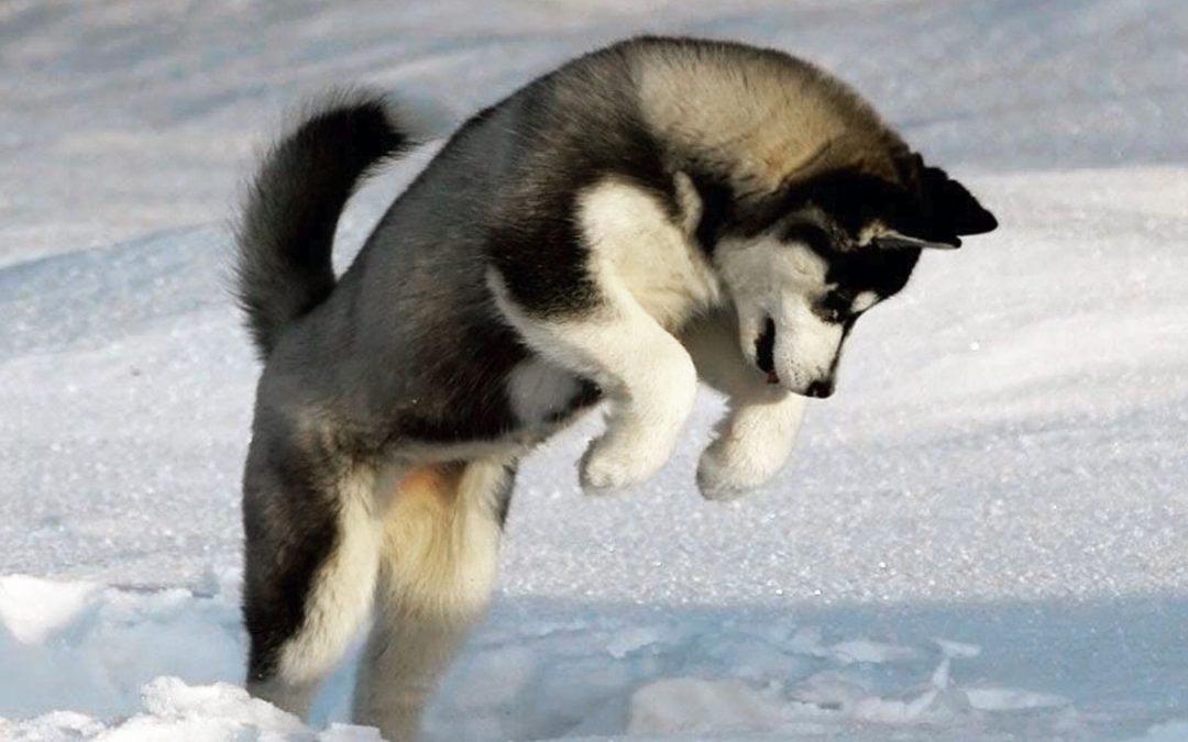 Le Husky : un chien pour moi ?