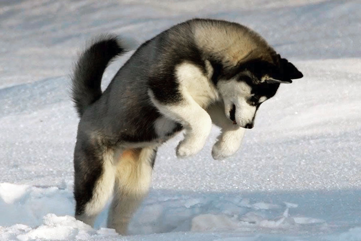 chiot husky LOF tire la langue humorisitique