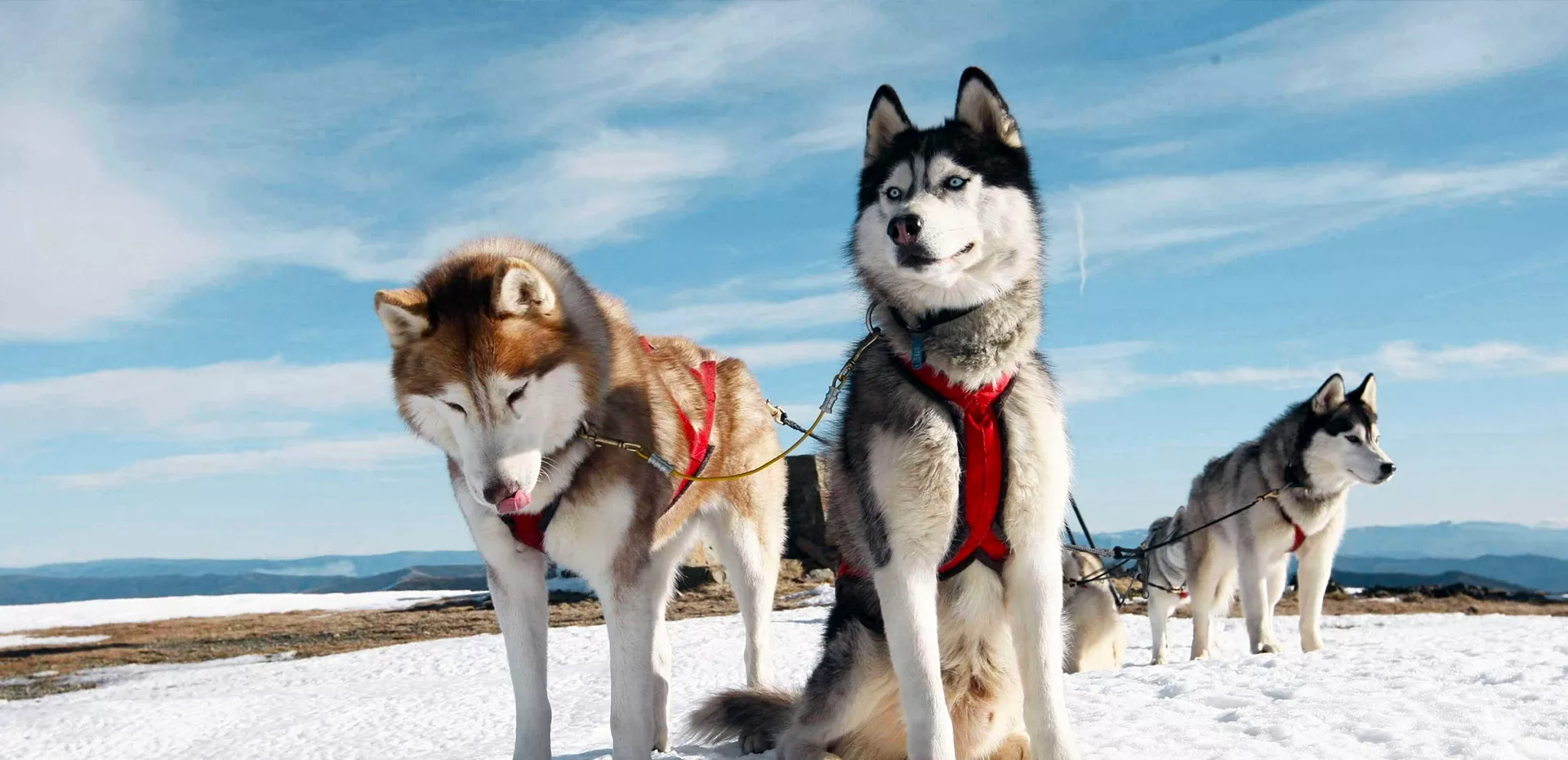 Le husky, chien de traîneau parfait : Husky du Vercors