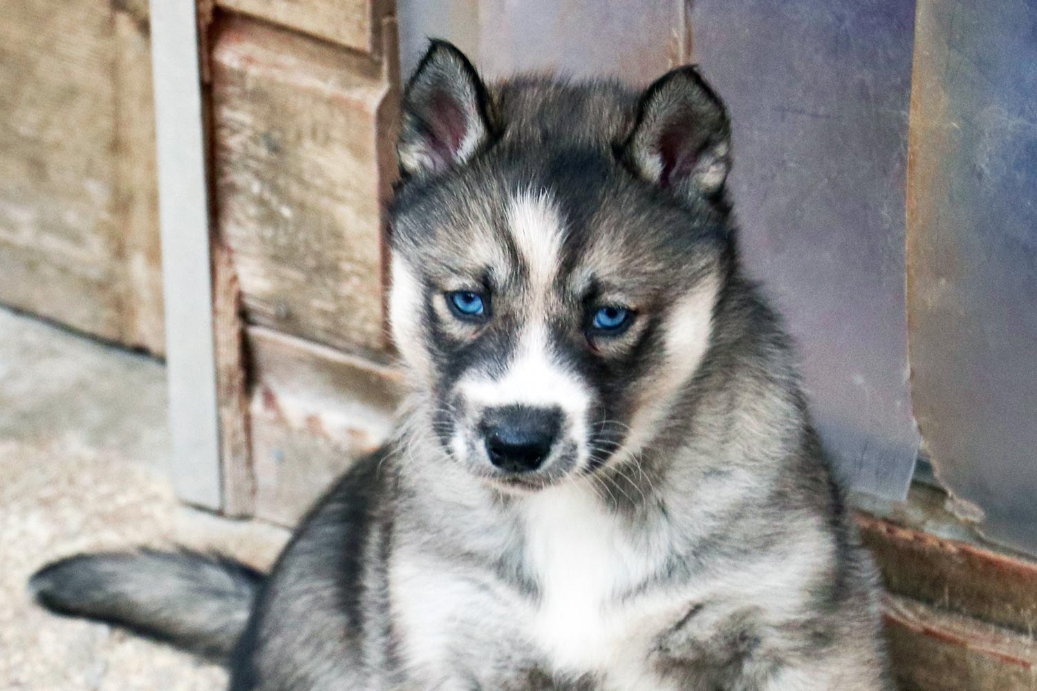 Elevage Husky Du Vercors Naissance D Une Passion Pour Le Husky