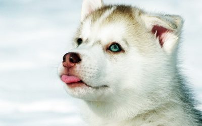 Chiots Husky à vendre sur Le Bon Coin : attention aux arnaques !