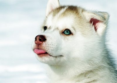 chiot husky LOF tire la langue humorisitique