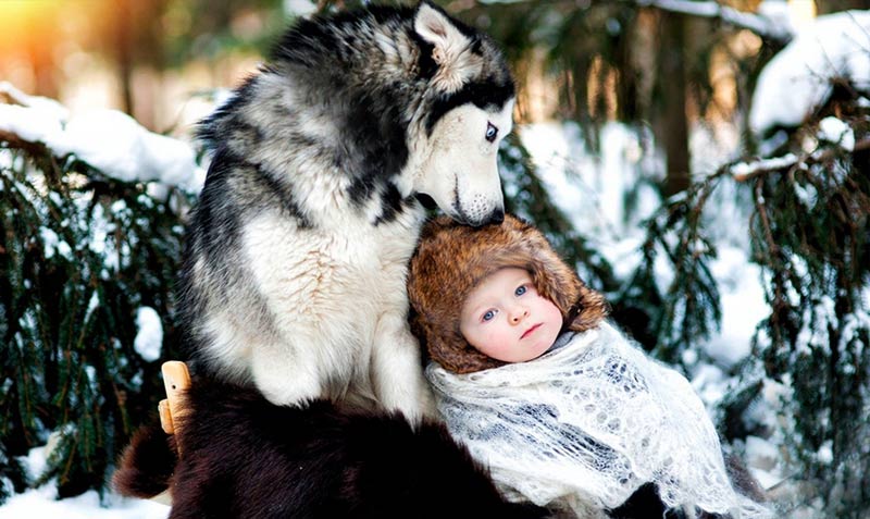 Comment savoir si c’est un vrai Husky ?