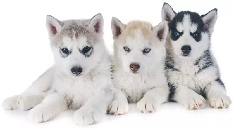 Trois jeunes chiots Husky à acheter