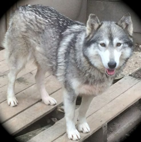 Femelle husky reproduction
