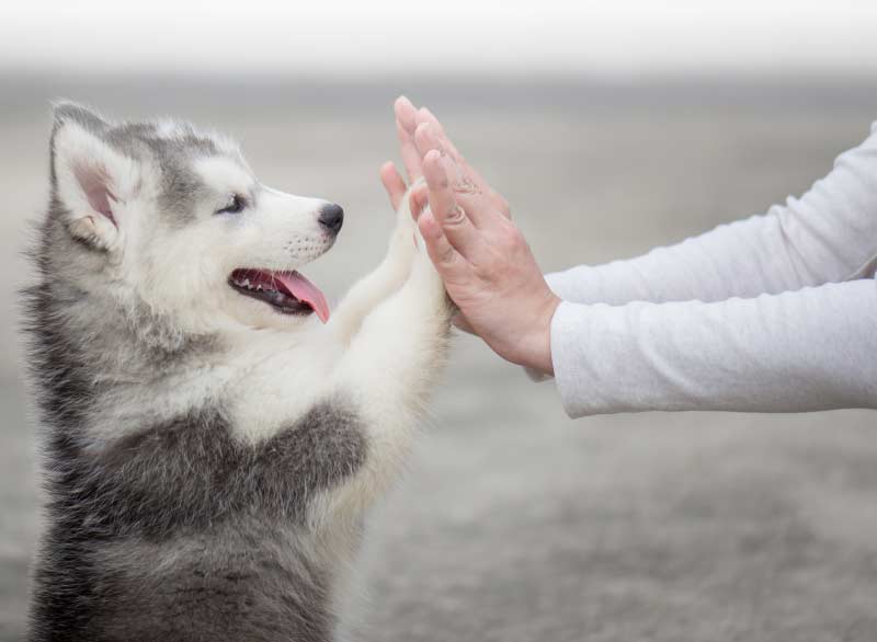 Acheter Un Chiot Husky Lof Reservation Et Prix De Husky Du Vercors