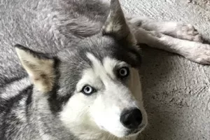 Femelle d'un élevage d'Husky en France
