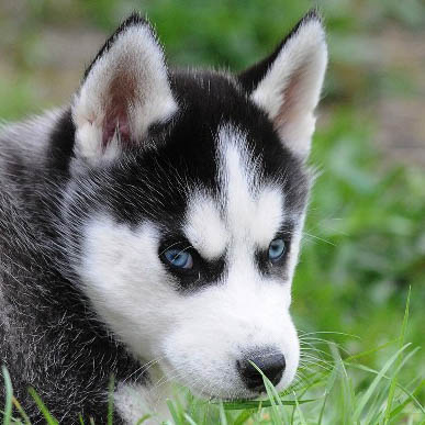 Le husky, chien de traîneau parfait : Husky du Vercors