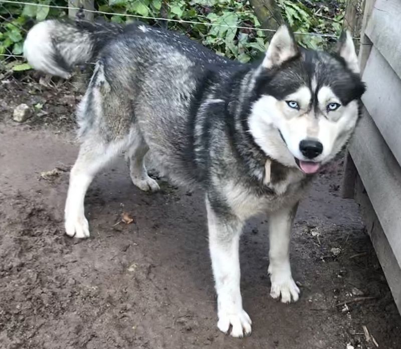 Husky loup chien de traineau