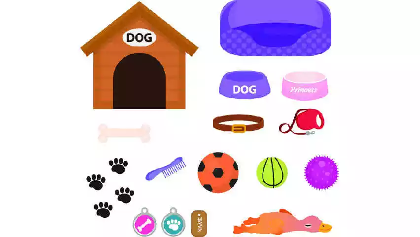 Accessoires pour chien