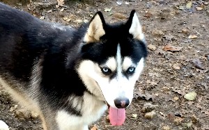 Male Husky pour reproduction