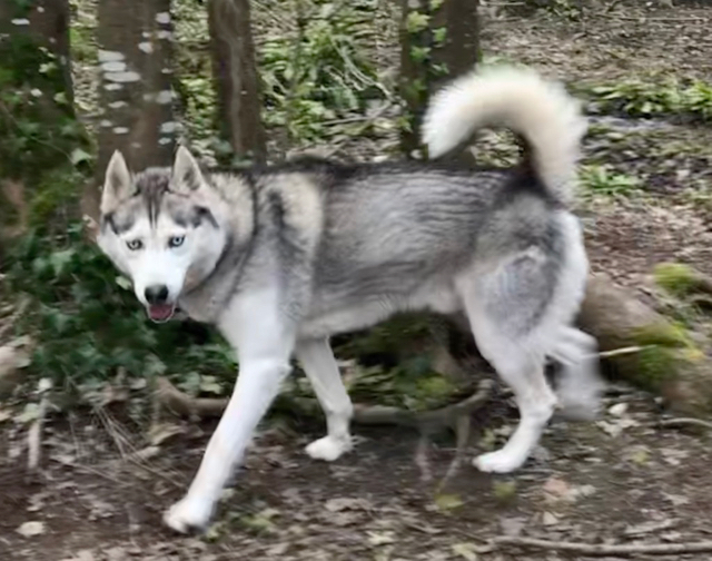 Etalon Husky sibérien LOF Indy de Husky du Vercors