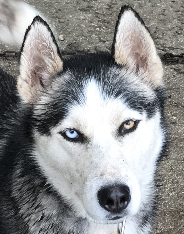 Husky élevage Vercors