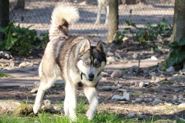 Husky loup chien de traineau