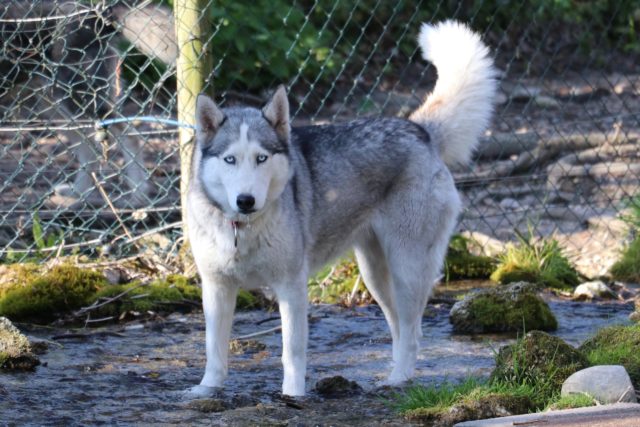 Bell Femelle Husky enceinte