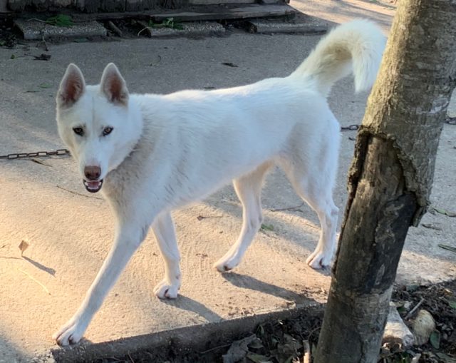 Mère de jeune chiots Husky à vendre