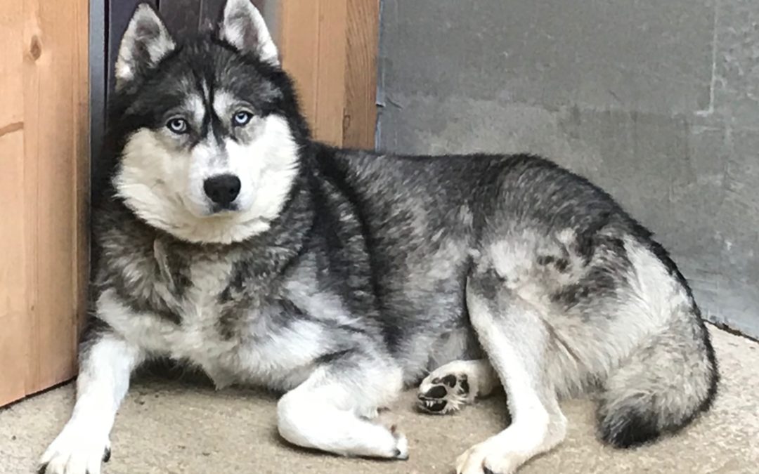 Projets Archive Husky du Vercors