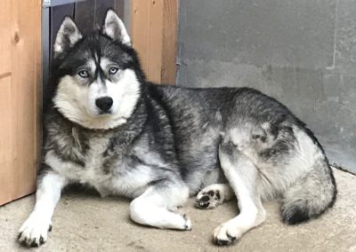 Loovka & Odin