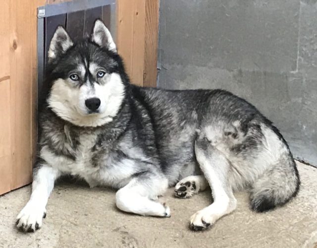 Femelle Loovka de Husky du Vercors Agouti yeux bleus