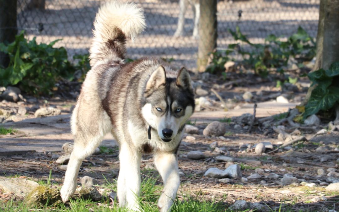 Archives des Portées Husky du Vercors