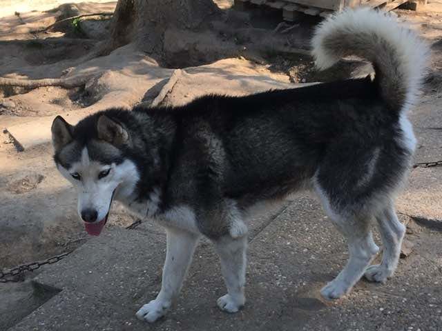 Etalon Husky LOF Noir et Blanc