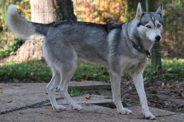 Femelle d'un élevage d'Husky en France