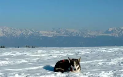 Pourquoi avoir choisi « Husky du Vercors » comme nom d’élevage ?