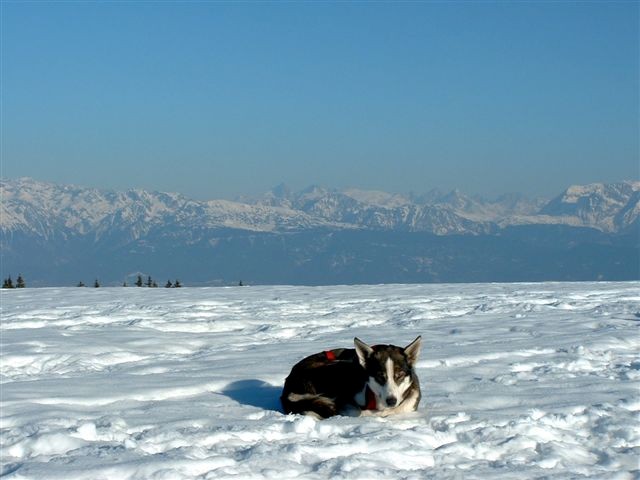 Pourquoi avoir choisi « Husky du Vercors » comme nom d’élevage ?