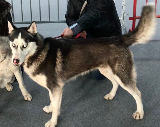 Femelle huskies à vendre