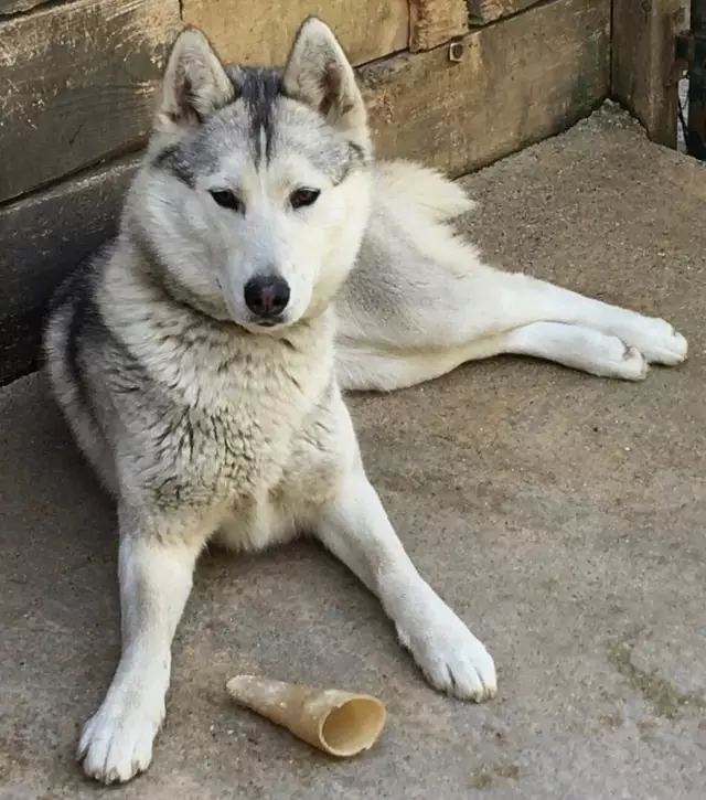 Mère de jeune chiots Husky à vendre