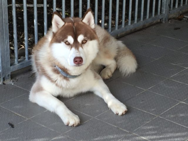 Husky à vendre