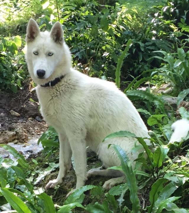 Femelle Oundra de Husky du Vercors blanche yeux bleus