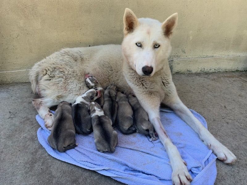 oundra husky du vercors et ses chiots Husky LOF
