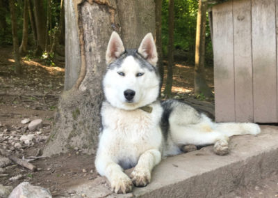 Husky Du Vercors Elevage De Chiot Husky Portees Hiver 21 22